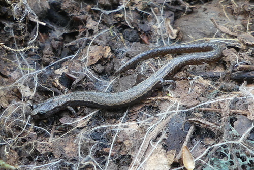 iNaturalist observation photo of Kings River Slender Salamander