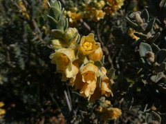 Clutia tomentosa
