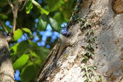 Acanthocercus atricollis