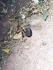 Apis mellifera