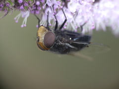 Copestylum scutellatum