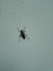 Neocallicrania serrata