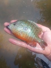 Lepomis megalotis