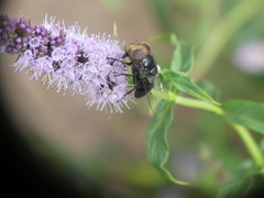 Copestylum scutellatum