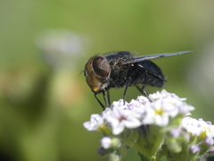 Copestylum scutellatum