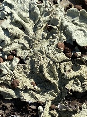 Flavoparmelia caperata