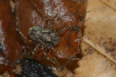 Platybunus pinetorum