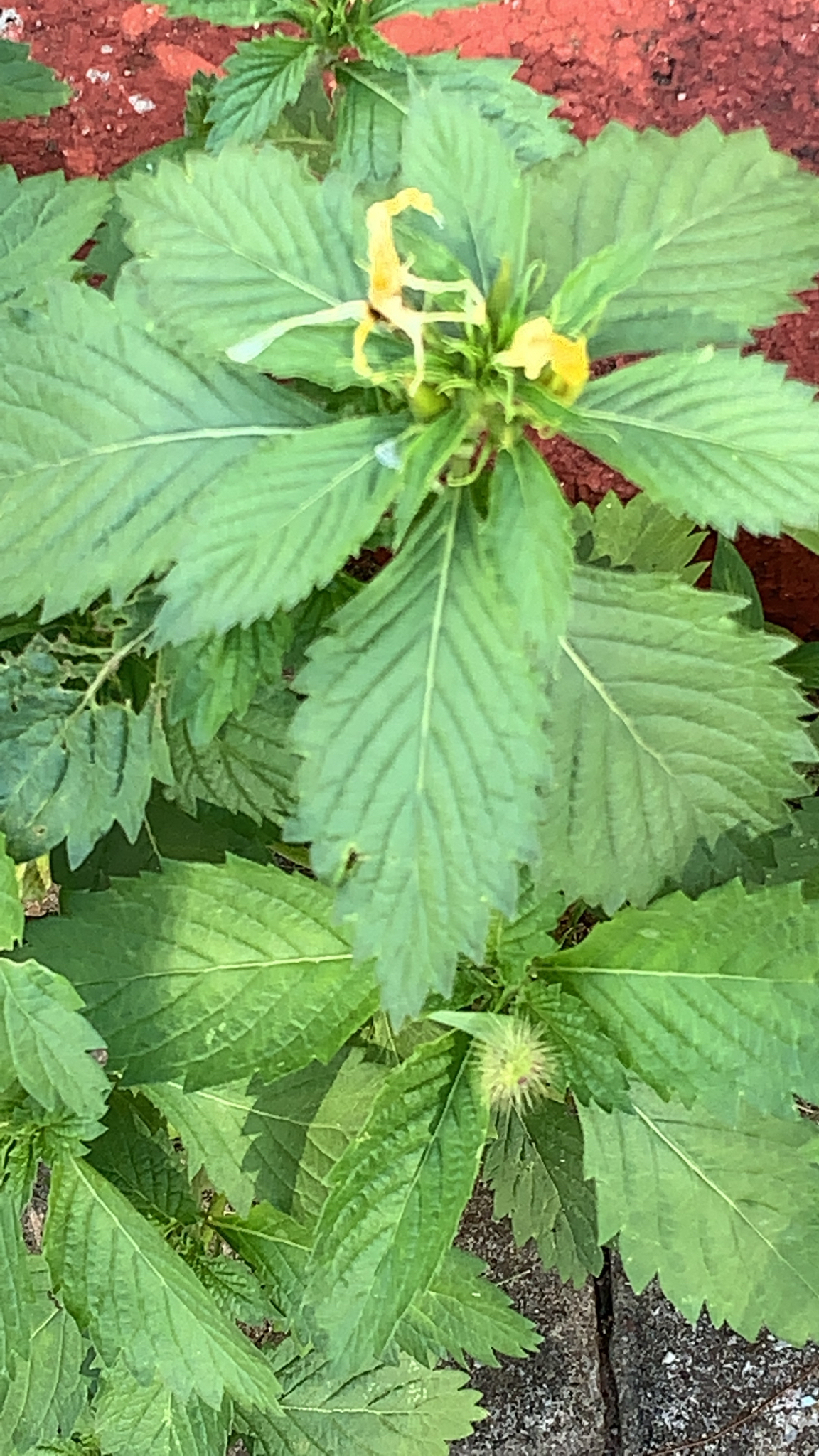 Turnera ulmifolia