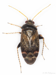 Psallus perrisi