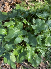 Arum maculatum