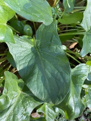 Arum maculatum