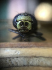 Rhionaeschna variegata