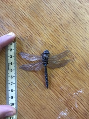 Rhionaeschna variegata