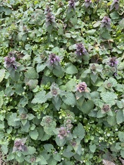 Lamium purpureum
