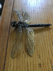 Rhionaeschna variegata