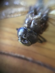 Rhionaeschna variegata