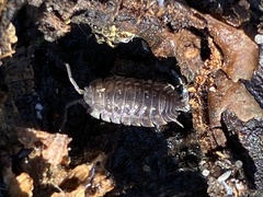 Oniscus asellus