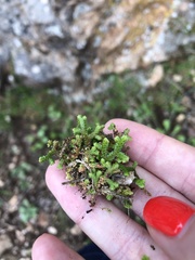 Selaginella denticulata