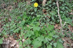 Doronicum pardalianches