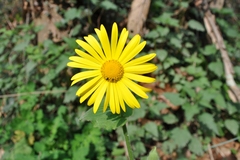 Doronicum pardalianches