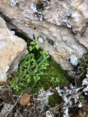 Selaginella denticulata