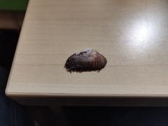 Barbatia