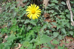 Doronicum pardalianches