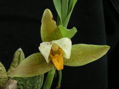 Lycaste deppei