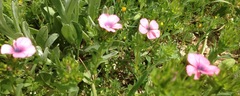 Linum pubescens
