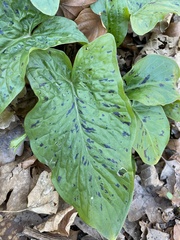 Arum maculatum