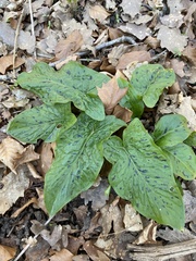 Arum maculatum