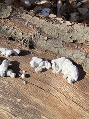 Schizophyllum commune