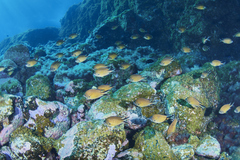 Chromis limbata