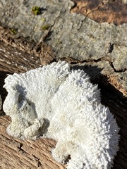 Schizophyllum commune