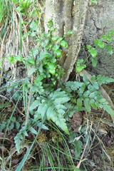 Asplenium lyallii