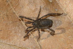 Anelasmocephalus cambridgei