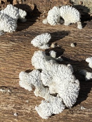 Schizophyllum commune