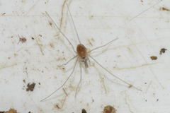 Mitostoma chrysomelas