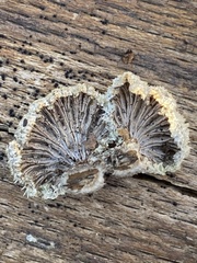 Schizophyllum commune