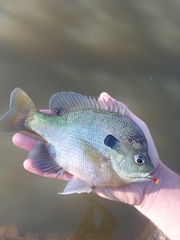 Lepomis macrochirus
