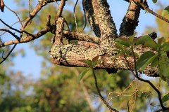 Acanthocercus atricollis