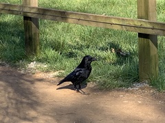 Corvus corone
