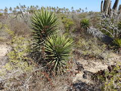Yucca capensis