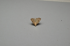 Micreremites pyraloides