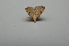 Micreremites pyraloides