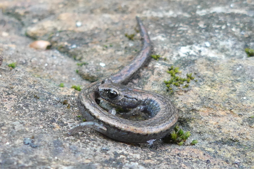 iNaturalist observation photo of Kings River Slender Salamander