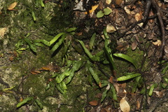 Notogrammitis ciliata