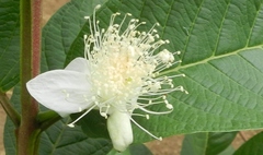 Psidium friedrichsthalianum