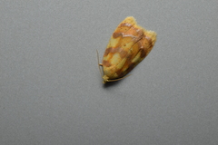 Acleris leechi