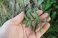 Asplenium lyallii